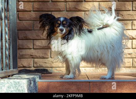 Carino Papillon bianco e nero o continentale Toy Spaniel cane in piedi vicino alla casa Foto Stock