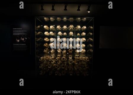 Collezione di cranio polare presso il Museo di Storia Naturale della Danimarca / Museo Zoologico dell'Università di Copenaghen (Ursus maritimus) (Skulls orso) Foto Stock