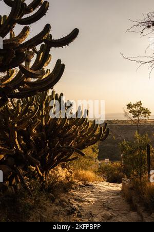 L'ora d'oro illumina il 'churro' cactus sul sentiero roccioso fino al Peña de Bernal, Querétaro. Il monolito più grande del Messico! Novembre 2022 Foto Stock