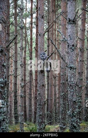 Grande gufo grigio Strix nebucosa che si erosa su un albero alto preso in condizioni controllate tra la foresta nel Cairngorms National Park, Scozia, Regno Unito Foto Stock