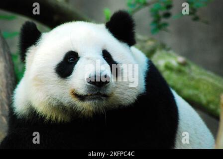 Un panda gigante, Ailuropoda melanoleuca, solleva la testa mentre riposa per ispezionare i suoi dintorni Foto Stock