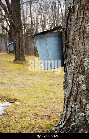 Un secchio pende da un albero, raccogliendo linfa nel secchio, il primo passo nel processo per fare sciroppo d'acero organico puro Foto Stock