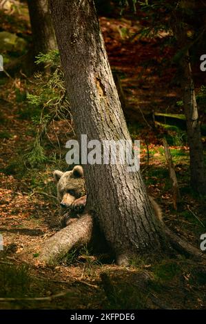 Orso bruno che gioca nei boschi con un bastone di legno, orso giocoso e soffice. Foto Stock