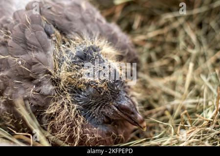 pigeon nestling Foto Stock