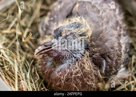 pigeon nestling Foto Stock