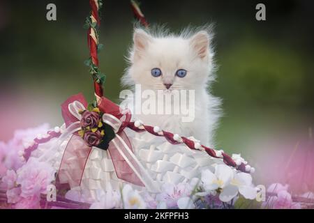 Gattino di Ragdoll Foto Stock