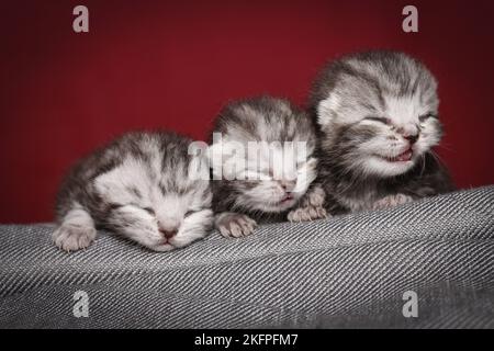 3 Baby Shorthair inglesi Foto Stock