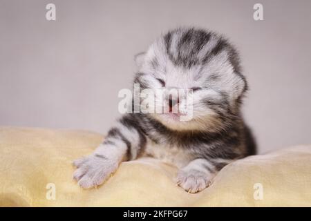 Cucciolo britannico di Shorthair neonato Foto Stock