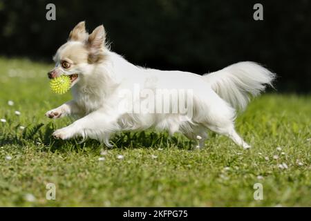 Riproduzione longhaired Chihuahua Foto Stock