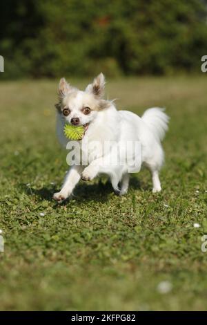 Riproduzione longhaired Chihuahua Foto Stock