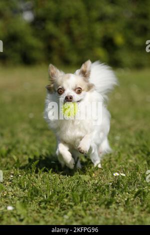 Riproduzione longhaired Chihuahua Foto Stock