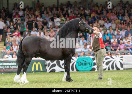 Lezioni di stallone gallese al Royal Welsh Show 2022 nell'anello principale. Builth Wells, Powys, Galles. Foto Stock