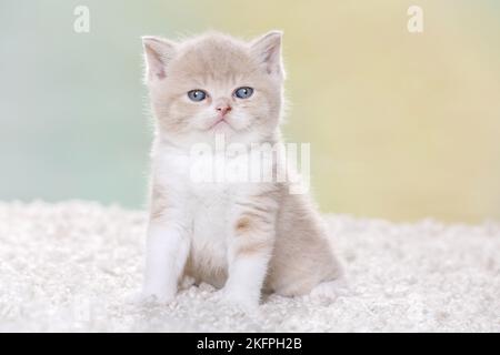 British Shorthair Kitten Foto Stock