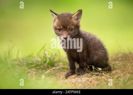 Un cucciolo di volpe molto giovane esplora i suoi nuovi dintorni fuori dalla tana Foto Stock