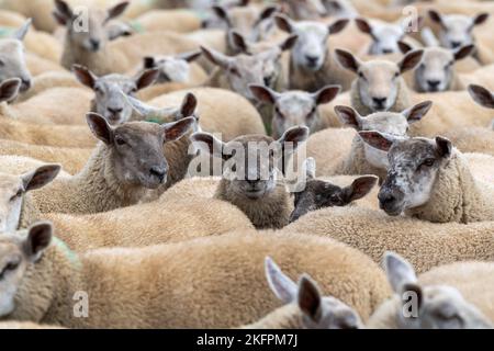 Gregge di agnelli grassi, sormontate da un ariete di Charollais, pronto per il mercato. North Yorkshire, Regno Unito. Foto Stock