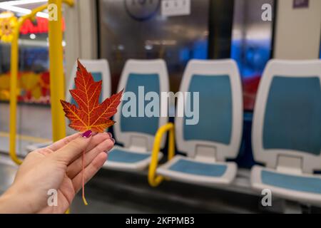 Foto della mano femminile che tiene una foglia autunnale in pullman con posti a sedere rossi. All'interno di una carrozza ferroviaria, spazio di copia concetto di viaggio Foto Stock