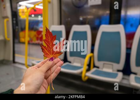 Foto della mano femminile che tiene una foglia autunnale in pullman con posti a sedere rossi. All'interno di una carrozza ferroviaria, spazio di copia concetto di viaggio Foto Stock