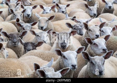 Gregge di agnelli grassi, sormontate da un ariete di Charollais, pronto per il mercato. North Yorkshire, Regno Unito. Foto Stock