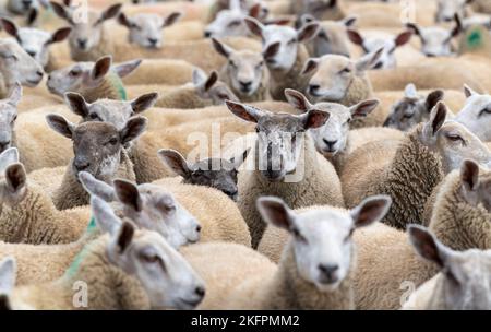 Gregge di agnelli grassi, sormontate da un ariete di Charollais, pronto per il mercato. North Yorkshire, Regno Unito. Foto Stock