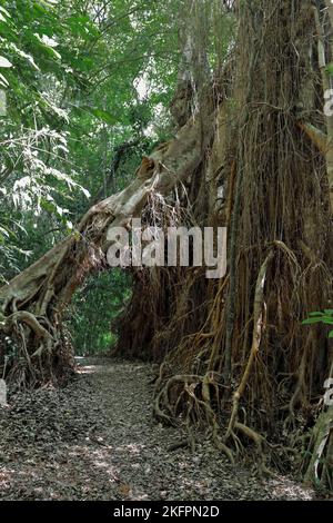 286 albero di fico pendente che forma un sottopassaggio per la pista del lago Eacham. Queensland-Australia. Foto Stock