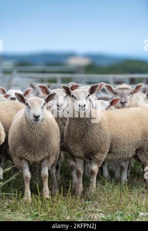 Gregge di agnelli grassi, sormontate da un ariete di Charollais, pronto per il mercato. North Yorkshire, Regno Unito. Foto Stock