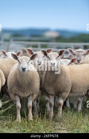 Gregge di agnelli grassi, sormontate da un ariete di Charollais, pronto per il mercato. North Yorkshire, Regno Unito. Foto Stock