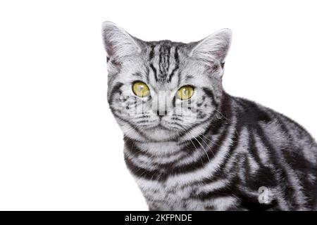 Young British Shorthair Foto Stock