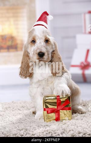 English Cocker Spaniel cucciolo Foto Stock