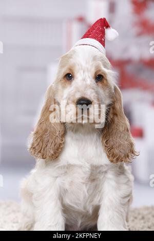English Cocker Spaniel cucciolo Foto Stock