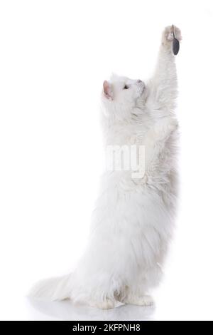 Gioco Siberian Forest Cat Foto Stock