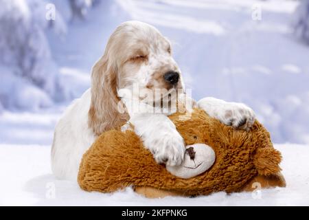 English Cocker Spaniel cucciolo Foto Stock