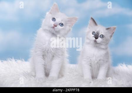 Gattino di Ragdoll Foto Stock