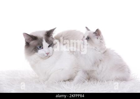 2 Ragdolls Foto Stock