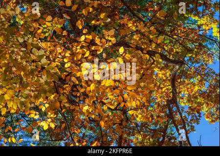 Carpino americano (Carpinus caroliniana) - ramoscelli con foglie che cambiano colore. Vivace fogliame autunnale del New England. Charles River Peninsula, Needham, Massachusetts, USA Foto Stock