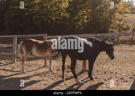 Due cavalli pascolano pacificamente presso la recinzione sulla fattoria casa Foto Stock