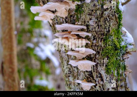 Funghi che crescono su corteccia nella foresta. Un sacco di funghi piccoli e muschio verde su un tronco d'albero Foto Stock