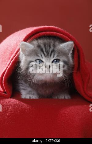 British Shorthair Kitten Foto Stock