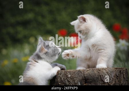 2 British Shorthair Kitten Foto Stock