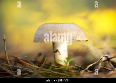 suillus granulatus su foglie di pino secco con caratteristico cappuccio marrone convesso e piede largo Foto Stock