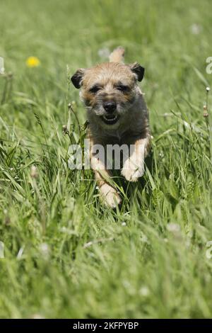 Esecuzione di Border Terrier Foto Stock