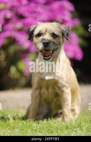 Udienza Border Terrier Foto Stock