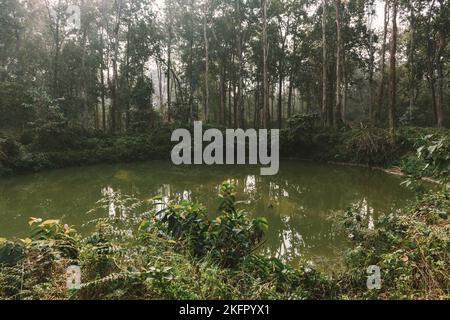 Laghetto artificiale nella foresta di sal (Shorea robusta). Questa è la vegetazione tipica del Terai interno. Parco Nazionale di Chitwan. Nepal. Foto Stock