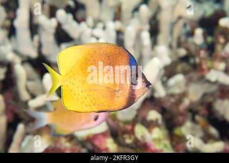 Pesce farfalla a labbra nere o pesce farfalla Bluehead, Chaetodon kleinii, Black Pebble Beach, South Kona, Hawaii ( The Big Island ), Stati Uniti, Pacifico centrale Foto Stock