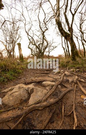 Novembre 2022 - sentieri e sentieri sulle colline sopra la gola a Cheddar, Somerset, Inghilterra, Regno Unito. Foto Stock