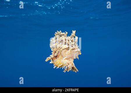 rana pescatrice sargassum o pesce spada, histrio histrio, nuoto in oceano aperto dopo aver abbandonato un pezzo di corda da deriva, Kona Coast, Big Island, Hawaii Foto Stock