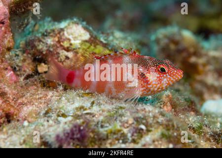 Pesce rosso o pilikoa, Cirrhitops fasciatus (specie endemiche), Hoover's Reef, Makako Bay, Keahole, North Kona, Hawaii Island, Stati Uniti Foto Stock