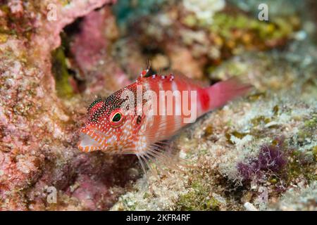 Pesce rosso o pilikoa, Cirrhitops fasciatus (specie endemiche), Hoover's Reef, Makako Bay, Keahole, North Kona, Hawaii Island, Stati Uniti Foto Stock