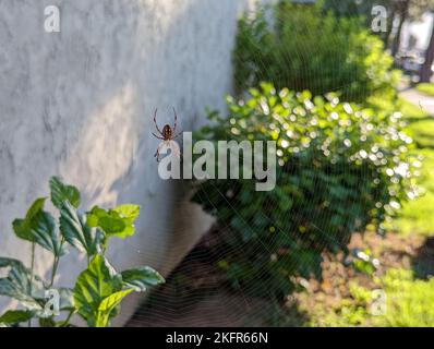 Un primo piano del ragno orbitale Western macchiato sulla rete sullo sfondo di alberi Foto Stock