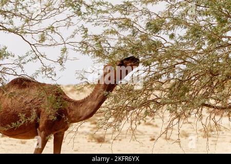 Cammello nel deserto mangiare foglie dall'albero. Animali selvatici nel loro habitat naturale. Paesaggi selvaggi e aridi. Viaggi e turismo. Foto Stock