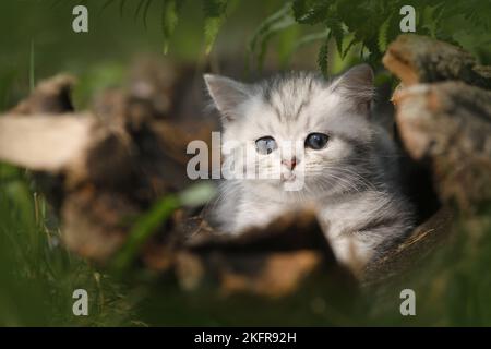 Gattino shorthair britannico tra felce Foto Stock